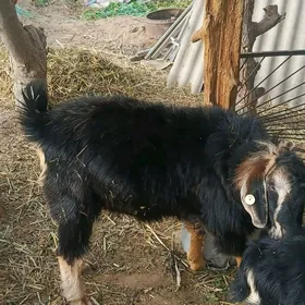 Kelek Teke