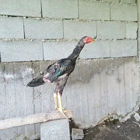 Taşgent horaz