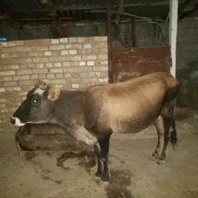 Tohum Şiwes Sygyr Sagylýan