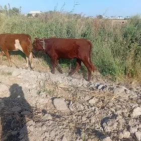 okuzce