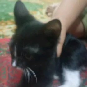 кошка