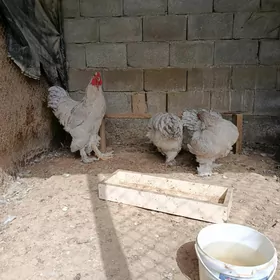 Brama lavanda