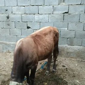 Okuz gole