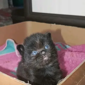 ВИСЛОУХИЕ КОТЯТА