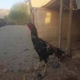horaz