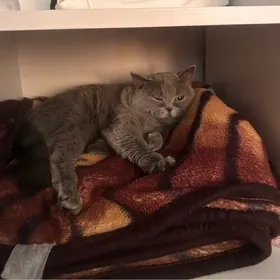 кот на вязку