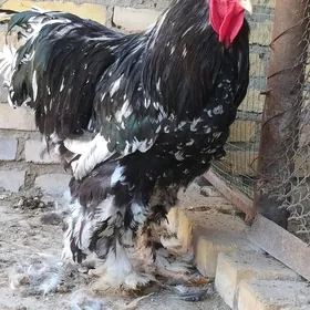 brama mramyr