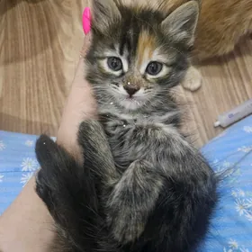 котенок