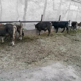 OKUZ 5SANY