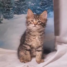 Котенок/котята