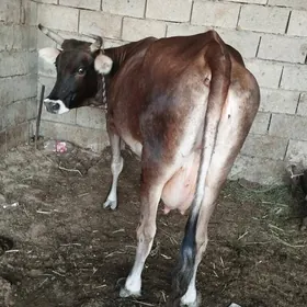 sygyr