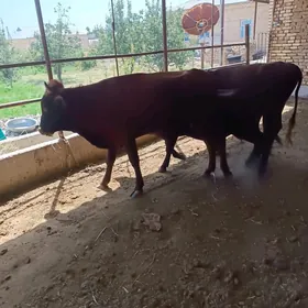 okizler