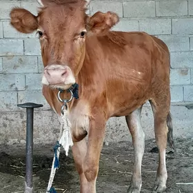 tùweler