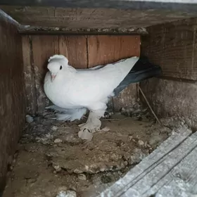 kepderi