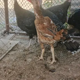 Baysok Towuk İnduk