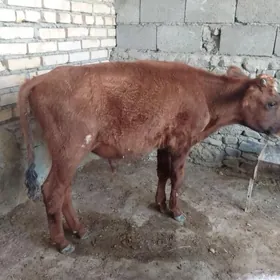 ökuzçe