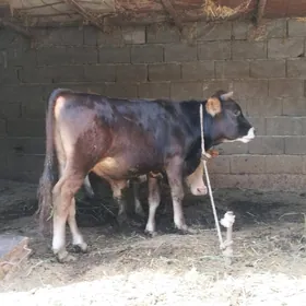 Öküz