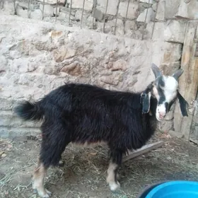 Cewis