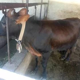 tüwe