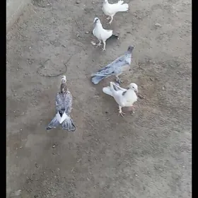 Kepderi