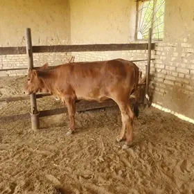 gulajyn gole