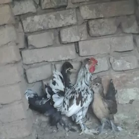 Towuk karlyk