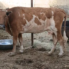 gysyr sygyr
