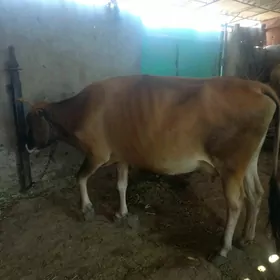 bogaz sygyr