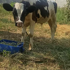 Ökizje