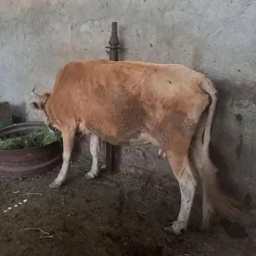 sygyr