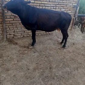 самиз сыгырлар