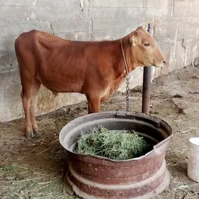 õküz