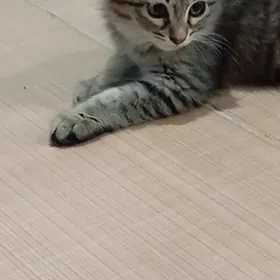 pişik