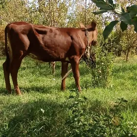 gulajyn