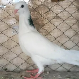 kepderi