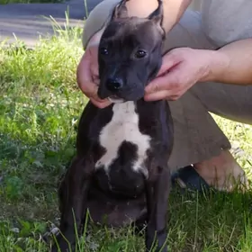 pitbul