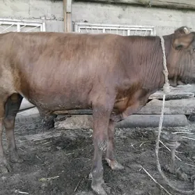 ökuz