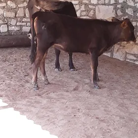 Sygyr