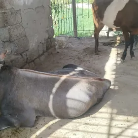 öküz