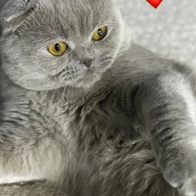 pişik şatlandski