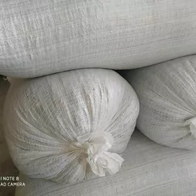 Günebakar çigidi