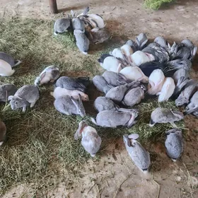 towşan