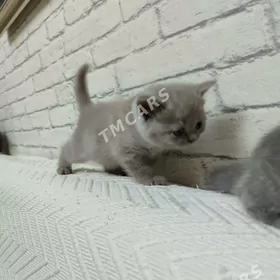 Шотландские вислоухие котята