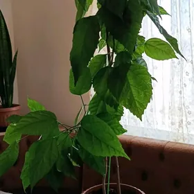 Китайская роза
