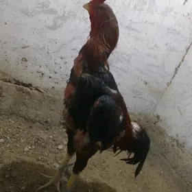 Taşgent Horoz obmen admen