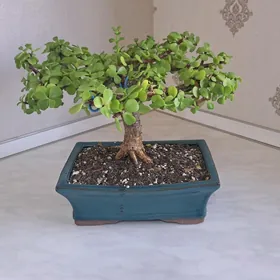 BONSAI