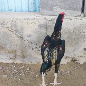 horaz