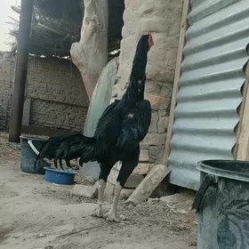 Baýsow horaz