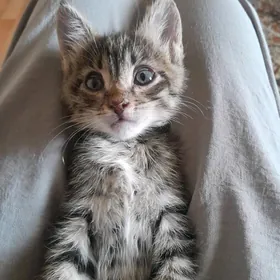 котёнок