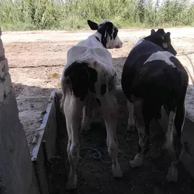 okuzceler